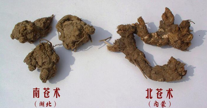 Daily Herb | Atractylodes