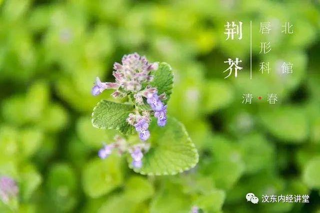 Understanding Wind-Heat Cold in Traditional Chinese Medicine