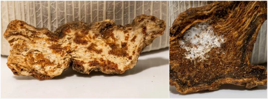 A Comprehensive Guide to Atractylodes (Cang Zhu)
