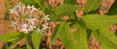 The Distinct Effects of Raw and Cooked Rehmannia