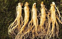 While Ginseng is the Best Qi Tonic, It Should Not Be Consumed Recklessly: 8 Types of People Who Should Avoid Ginseng
