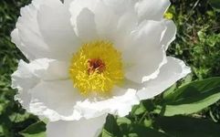 Daily Learning of a Chinese Herb