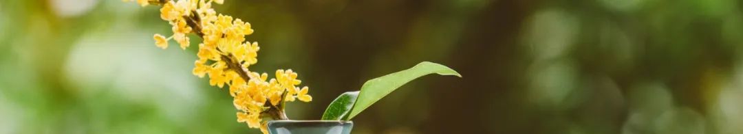 Daily TCM Report: A Dietary Guide for Those with Spleen and Stomach Yang Deficiency