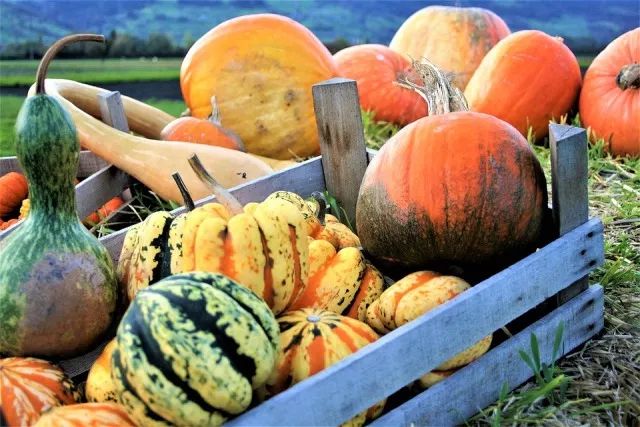 Top Ten Yang-Warming and Cold-Dissipating Ingredients