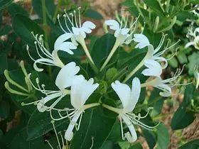Jin Yin Hua (Honeysuckle Flower) - A Comprehensive Overview