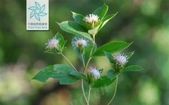 The Sacred Herb for Strengthening the Spleen: Cang Zhu