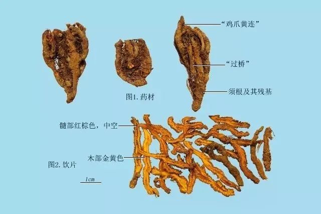 Differences Between Hu Huang Lian and Huang Lian