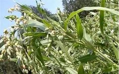 Coix Seed (Yì Yǐ Rén) - A Comprehensive Overview