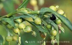 Fujian Medicinal Herb - Coix Seed