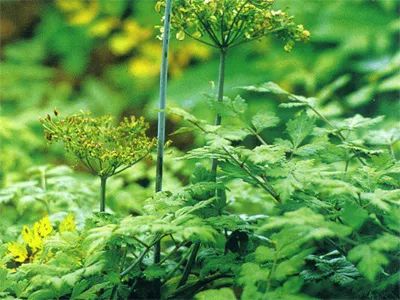 Traditional Chinese Medicine Knowledge: Chuanxiong for Activating Blood and Dispelling Stasis