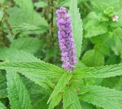 This Herb Treats Snake Bites, Eczema Itching, and More!