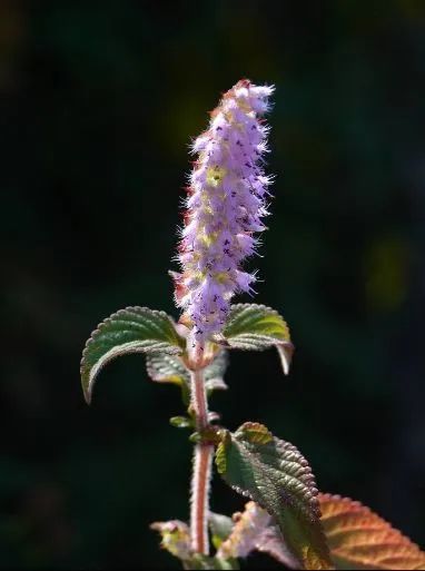 This Herb Treats Snake Bites, Eczema Itching, and More!