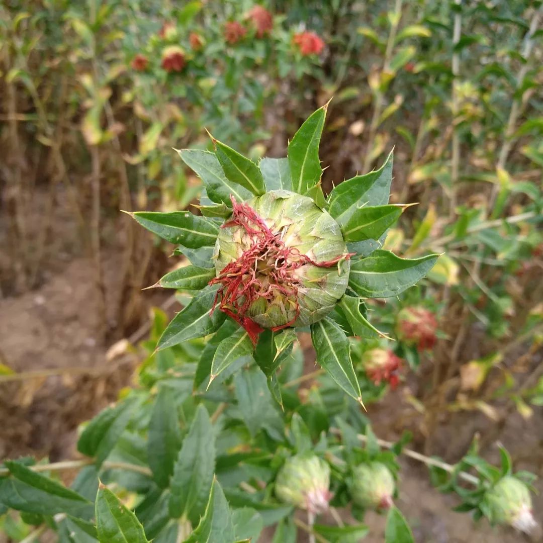 Safflower: A Healthy Nutritional Oil