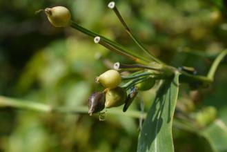 Job's Tears: The Supreme Medicine, Renowned as the "World's Best Rice"