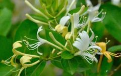 The Efficacy and Uses of Honeysuckle: What to Pair It With for Optimal Benefits