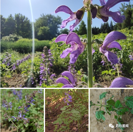 Traditional Chinese Medicine Herb - Danshen (Salvia miltiorrhiza)