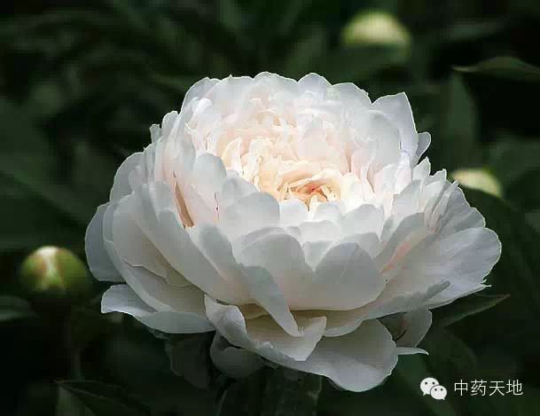 Daily Chinese Medicine: Bai Shao (White Peony)