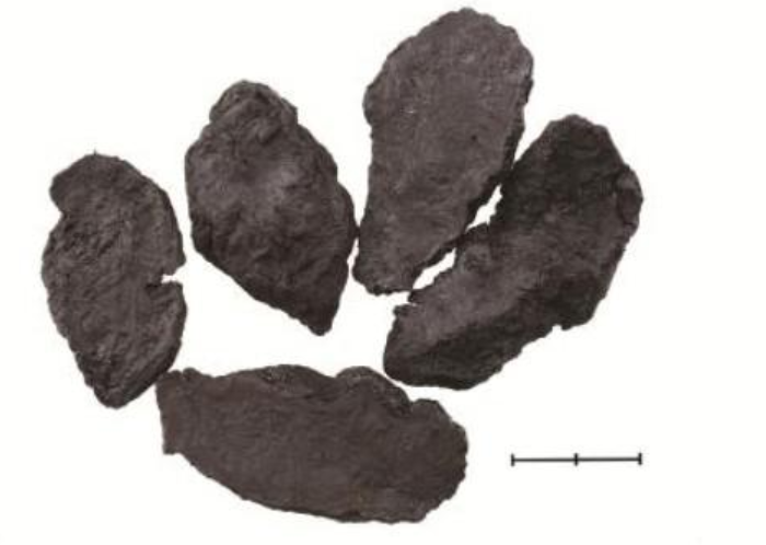 Six Remarkable Uses of Shudi Huang (Rehmannia Glutinosa)