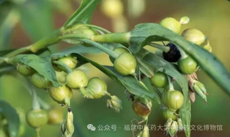 Fujian Medicinal Herb - Coix Seed