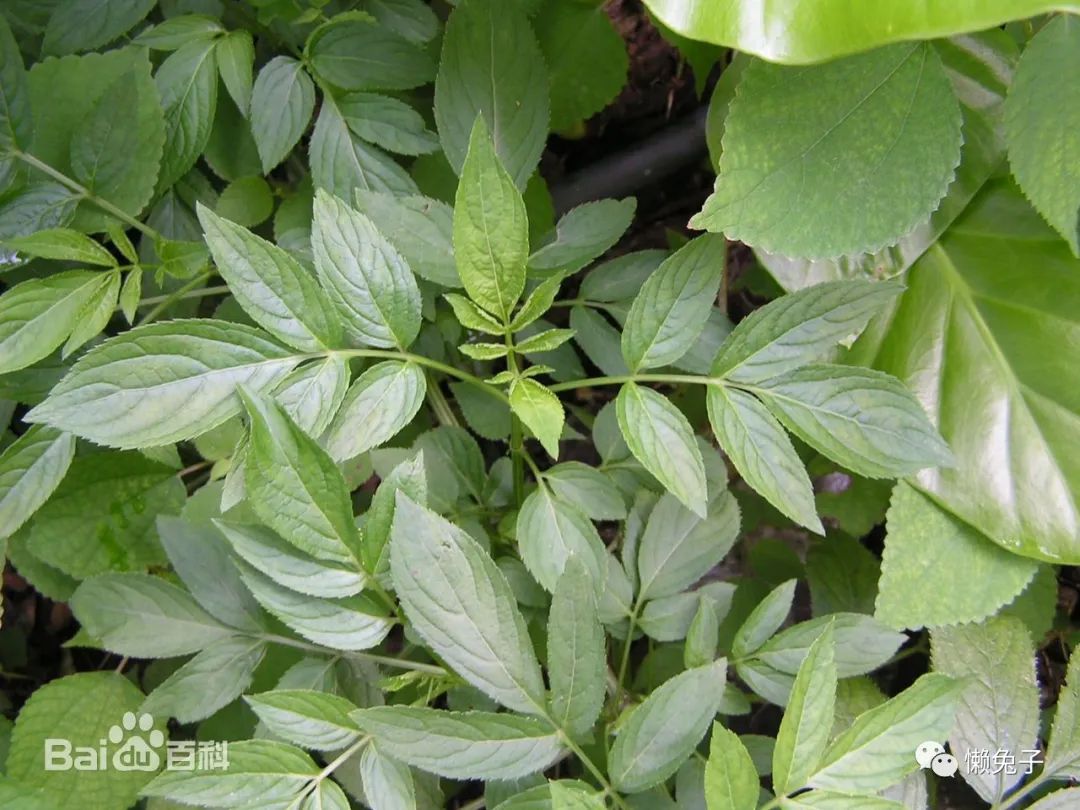Case Study: Treating Meniscus Tear with Rural Herbal Remedies