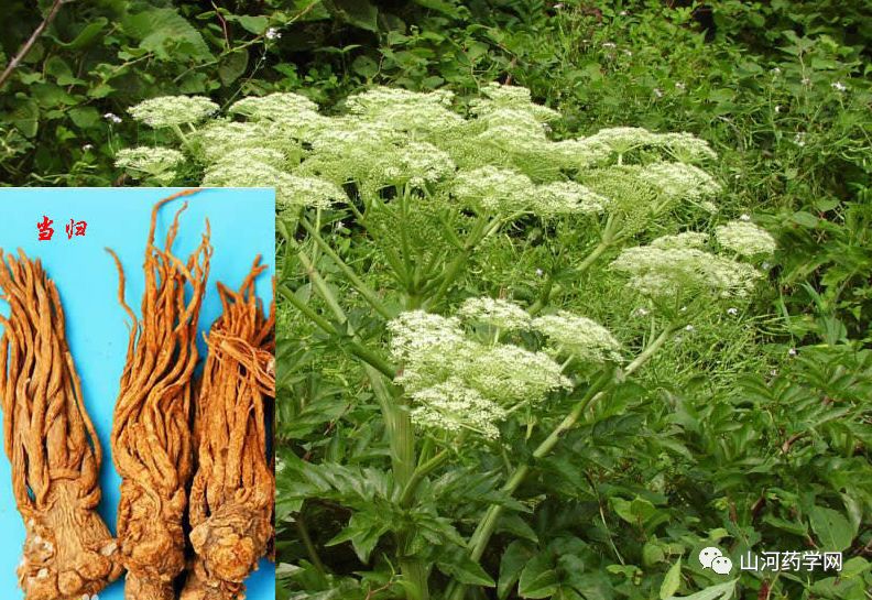 Angelica Sinensis: A Comprehensive Overview