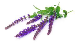 Guide to the Use of Dan Shen (Salvia miltiorrhiza)