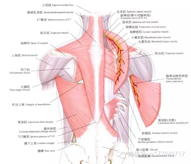 The Channels, Collaterals, Sinews, and Skin Areas in Traditional Chinese Medicine
