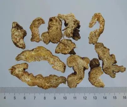 Daily Herb 182: Atractylodes - The Sacred Herb for Drying Dampness and Strengthening the Spleen