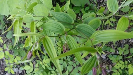 This Herb Can Treat Lower Back Pain, Rheumatic Pain, and Numbness in Hands and Feet