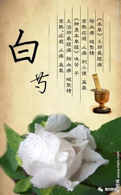The Efficacy and Uses of Bai Shao (White Peony) - Consumption Methods and Contraindications