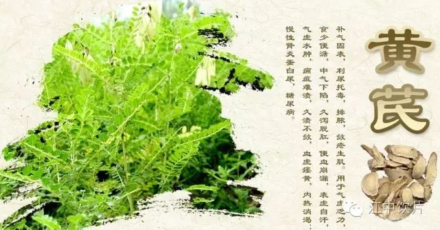 Astragalus (Huang Qi) - A Comprehensive Overview