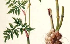 Understanding a Chinese Herb Every Day: Chuanxiong (Ligusticum chuanxiong)