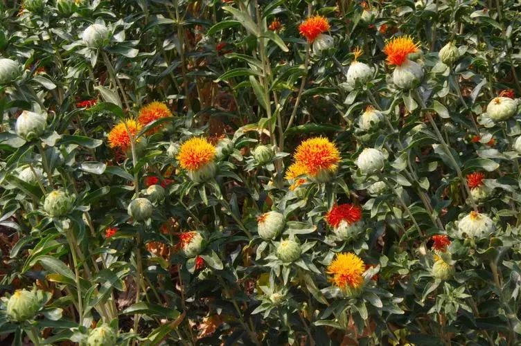 The Efficacy and Functions of Safflower (Honghua) in Traditional Chinese Medicine