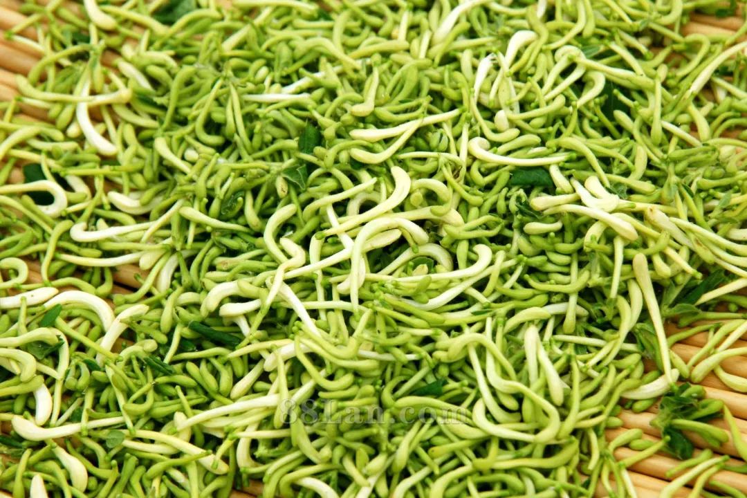 The Efficacy and Functions of Honeysuckle: Best Combinations for Use