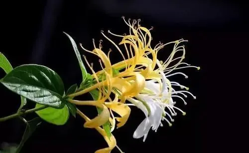 The Efficacy and Functions of Honeysuckle (Jin Yin Hua)