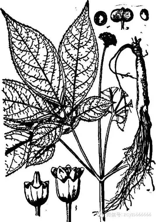 Traditional Chinese Medicine: Ginseng