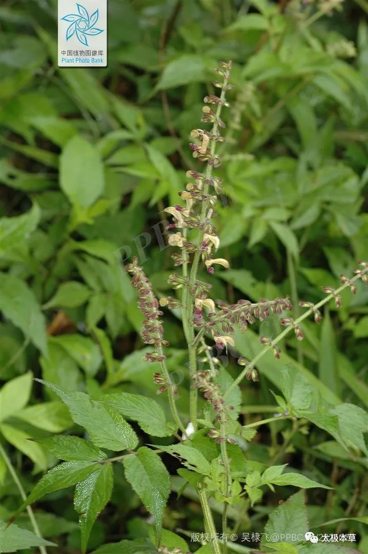 Dan Shen: A Valuable Herb for Heart Disease, Thrombosis Prevention, and Trauma Recovery