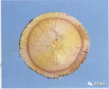 Traditional Chinese Medicine - Huangqi (Astragalus Root)