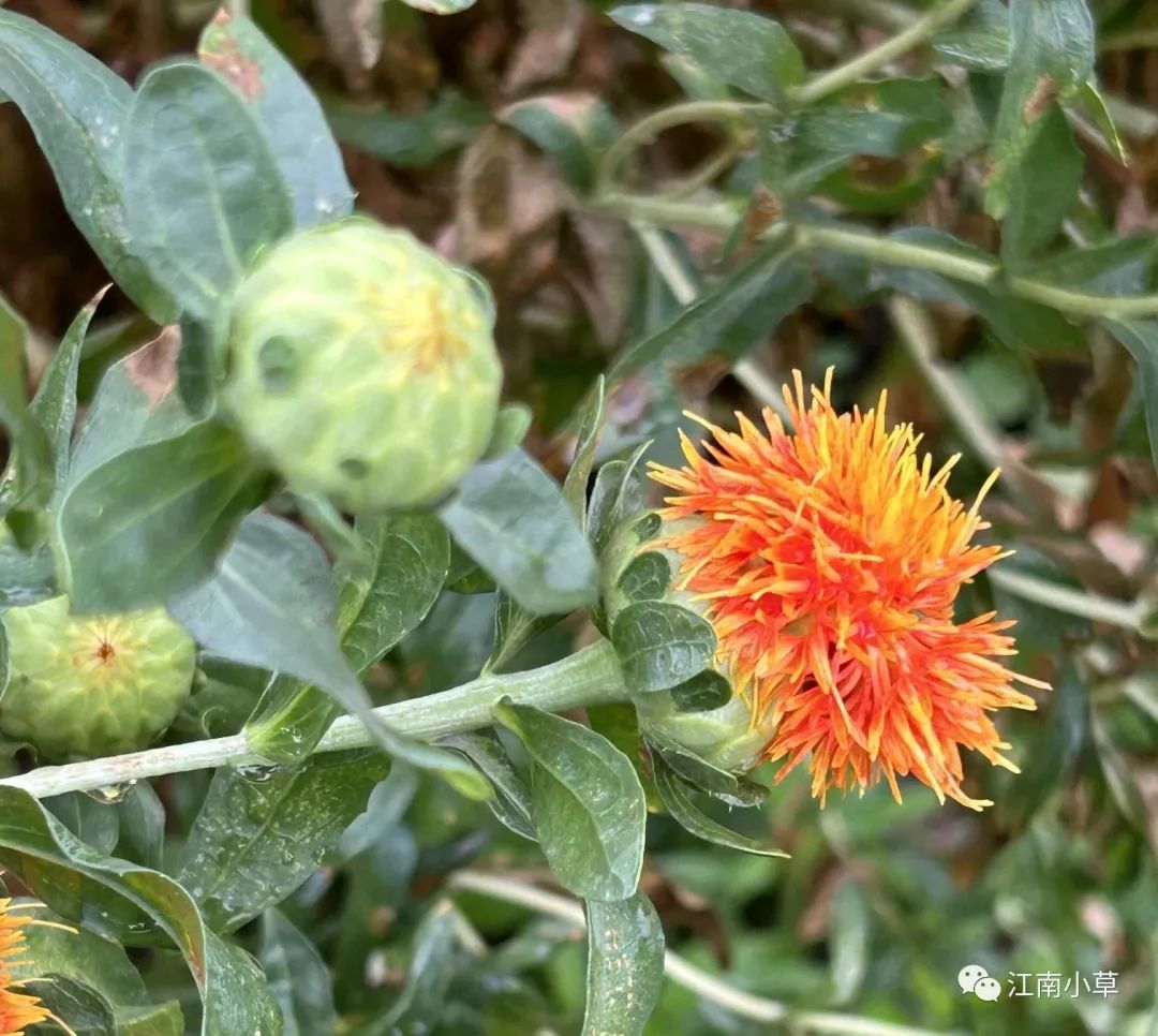 Analysis of Honghua (Safflower) in Traditional Chinese Medicine
