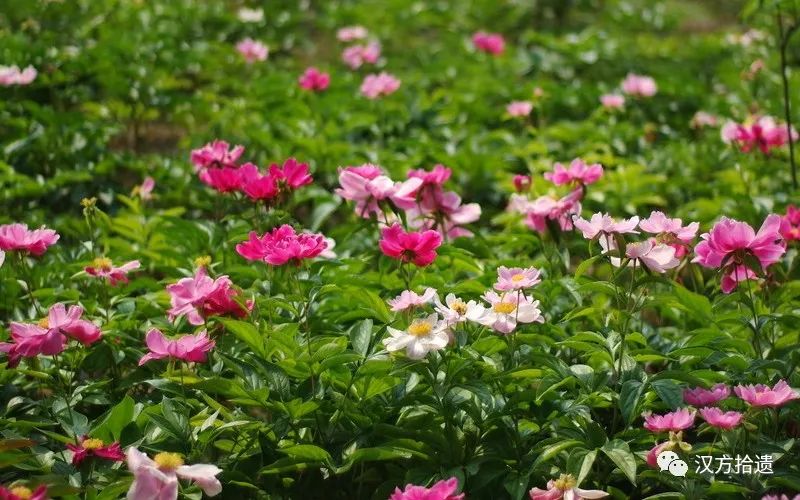 The Efficacy and Functions of Bai Shao (White Peony) and Related Information