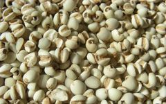 The Benefits of Coix Seed: Awakening the Spleen and Transforming Dampness