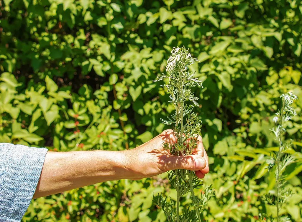 From a Herb to the Cornerstone of Blood Sugar Control
