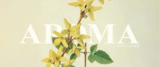 Aromatic Profile | Forsythia suspensa