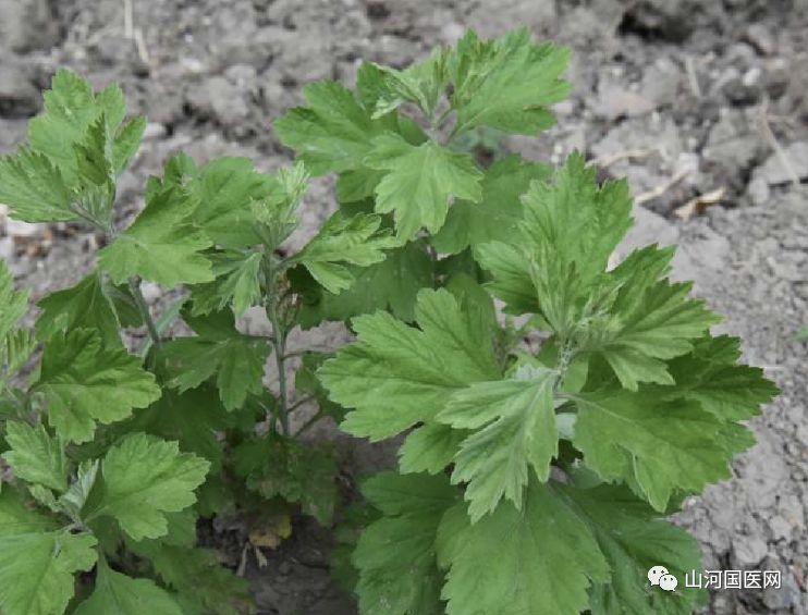 Bencao Gangmu: Mugwort (Ai Cao)