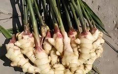 Is Fresh Ginger the Same as Dried Ginger?
