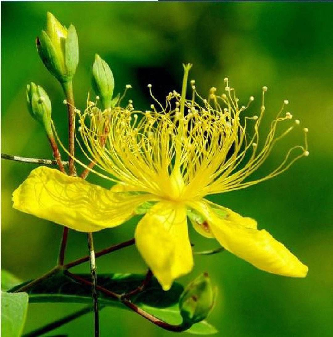 Weekly Learning of a Chinese Herbal Medicine: Lian Qiao (Forsythia Suspensa)