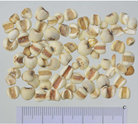 Premium Chinese Medicine | Coix Seed