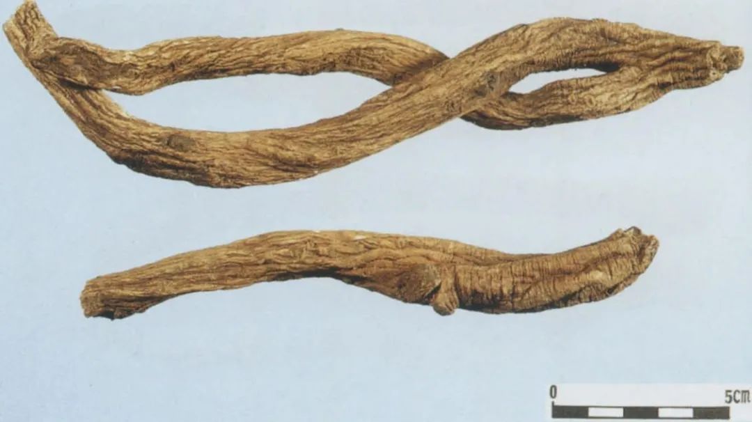 A Detailed Discussion on Dong Shen (Codonopsis pilosula): Uses and Identification
