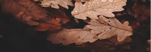 Eating Grains in Autumn: What Are the Five Grains and How to Consume Them for Optimal Health?