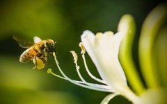 Medicinal Honey Source Plant - Honeysuckle!